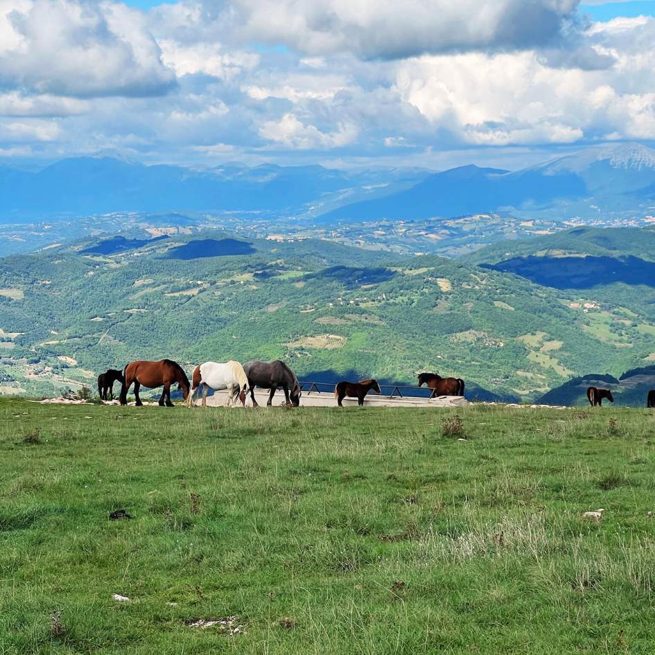 Il Monte Subasio con vista su Assisi - immagine 3