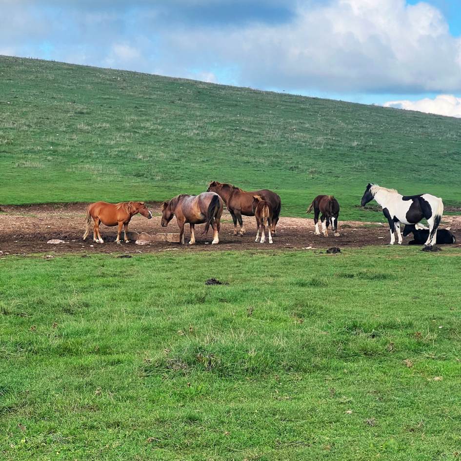 Il Monte Subasio con vista su Assisi - immagine 8